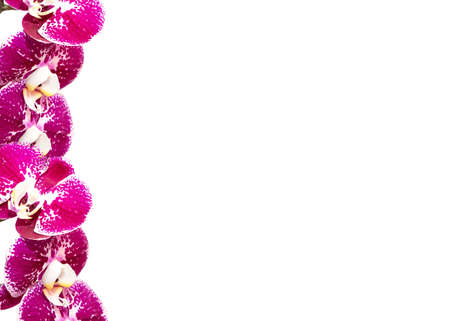 Flowers orchids. Background with a bouquet of flowers. For bloggers, congratulations, cards, banners Intstagramの写真素材