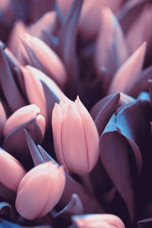 Beautiful tulip with morning dew drops. Spring background to insert text.の写真素材