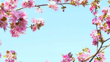 Flowering of the apple tree. Spring background of blooming flowers. White and pink flowers. Beautiful nature scene with a flowering tree. Spring flowers. Beautiful garden.の写真素材