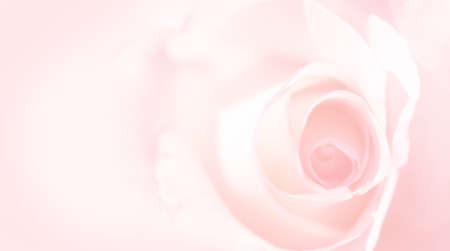 Delicate background with a rose. Pastel background, calm colors. Place to insert text. Sweet color roses in soft style for backgroundの写真素材