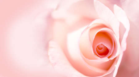 Delicate background with a rose. Pastel background, calm colors. Place to insert text. Sweet color roses in soft style for backgroundの写真素材