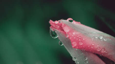 Beautiful tulip with morning dew drops. Spring background to insert text.の写真素材