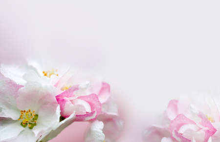 Flowering of the apple tree. Spring background of blooming flowers. White and pink flowers....