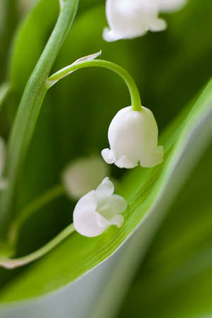 Delicate background with spring flowers lilies of the valley. Spring pastel background, calm colors....