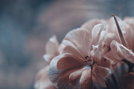 Geranium flower close up. Floral background in soothing colors.