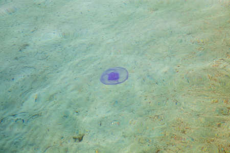 Transparent sea water with a swimming blue jellyfish. Background to insert images and text.