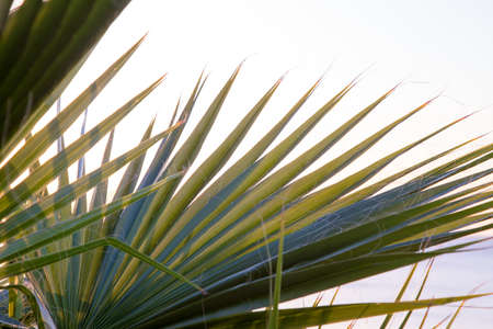 Palm tree in the background of a clear blue sky. Background for inserting an image or text on a...
