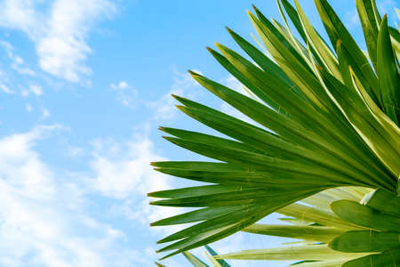 Palm tree in the background of a clear blue sky. Background for inserting an image or text on a...