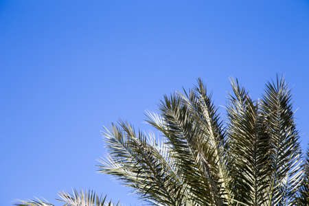 Palm tree in the background of a clear blue sky. Background for inserting an image or text on a theme - tourism, travel and leisure.の写真素材