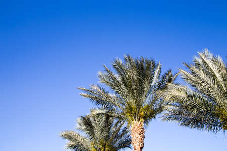 Palm tree in the background of a clear blue sky. Background for inserting an image or text on a theme - tourism, travel and leisure.の写真素材
