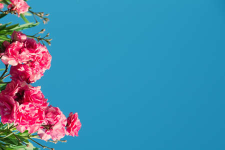Blooming pink oleander flowers or nerium in garden, on the background blue bright sky. Frame and...