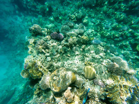 Underwater photography of coral reefs in the red sea. Clear blue water, beautiful corals. Natural natural background. The theme of tourism and travel.の写真素材