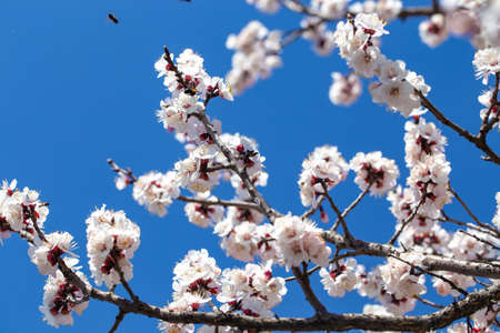 Spring flowers. Branches of flowering apricot against the blue sky. White blossom. Spring...