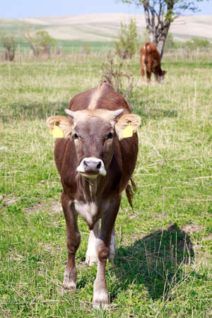 Cows grazing in the meadow. Green grass sky and trees. Farm work. Background for agriculture.の写真素材