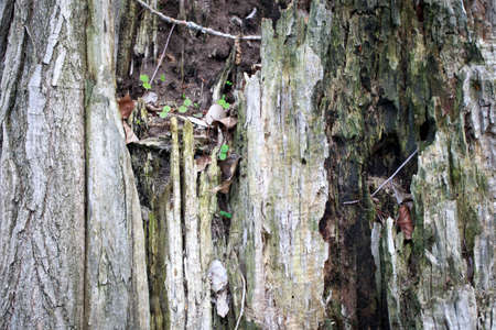 Texture of old wood. Old stump of cut wood.