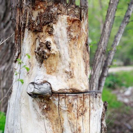 Wood texture background. old picturesque stump. Backdrop with copy space