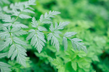 Fresh green grass. Bright spring background of natural greenery. Carved leaves of fresh shoots.の写真素材