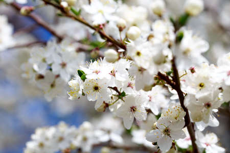 Spring flowers. Branches of blossoming cherry against the blue sky. Spring background. Cherry...