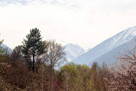 Spring outside the city. Flowering trees in the mountains.