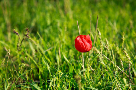 Wild mountain red tulip. Rare natural flowers growing in a natural environment. Botanical background. Kyrgyzstanの写真素材