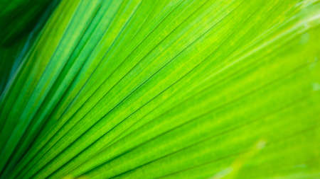Texture of bright green tropical leaves. Summer vegetative background.