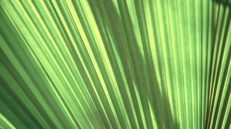 Texture of bright green tropical leaves. Summer vegetative background.