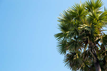 Palm tree in the background of a clear blue sky.の写真素材