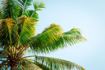 Palm tree in the background of a clear blue sky.