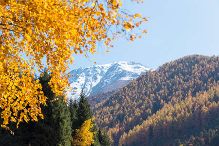 Autumn landscape. Yellow and green trees. Mountains and bright blue sky.