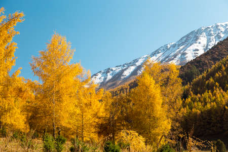 Autumn landscape. Yellow and green trees. Mountains and bright blue sky.