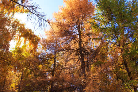 Autumn forest. Beautiful trees of lilacs. Bright natural colors. Natural landscape of autumn.