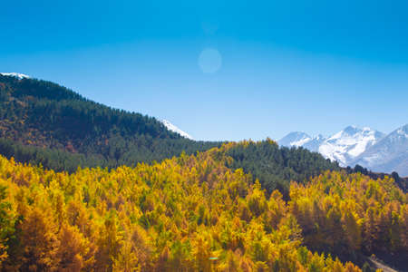 Autumn landscape. Yellow and green trees. Mountains and bright blue sky.