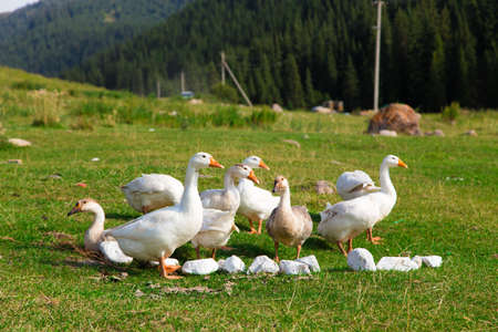 White geese in the grass in the meadow. Poultry grazing in the mountains on nature. Agricultureの写真素材