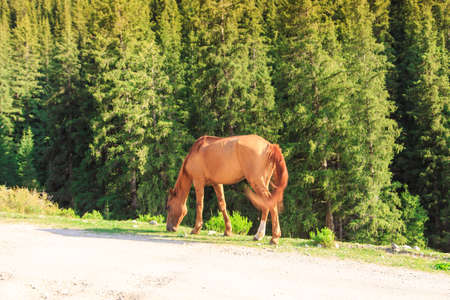 A horse grazes on a mountain road. Agriculture, summer grazing in the village.の写真素材