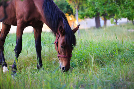 A horse grazes in a meadow in the village. Agriculture.の写真素材