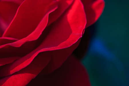Colorful, beautiful, delicate rose in the garden. Red Rose. Natural backgroundの写真素材