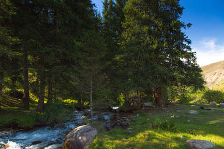 Stormy river high in the mountains. Bright summer landscape. Tall spruce and green grass. Kyrgyzstan...