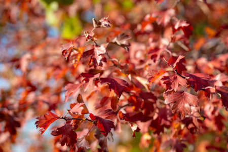 Autumn leaves are red yellow and green. Beautiful Autumn Background. natural texture
