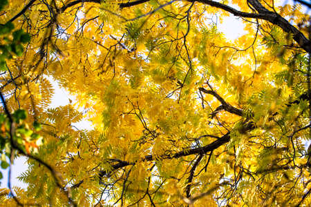 autumn background. yellow leaves on a background of blue sky. natural background