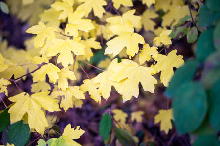 autumn background. yellow leaves on a background of blue sky.