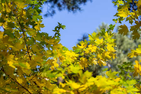 autumn background. yellow leaves on a background of blue sky. natural background.