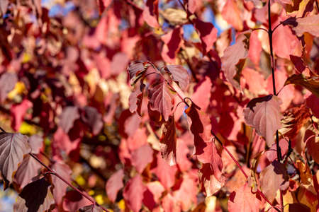 Autumn leaves are red yellow and green. Beautiful Autumn Background. natural textureの写真素材