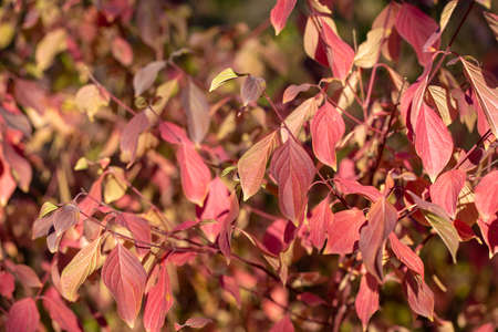 autumn background. yellow leaves on a background of blue sky.
