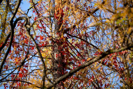 autumn background. yellow leaves on a background of blue sky. natural background.の写真素材