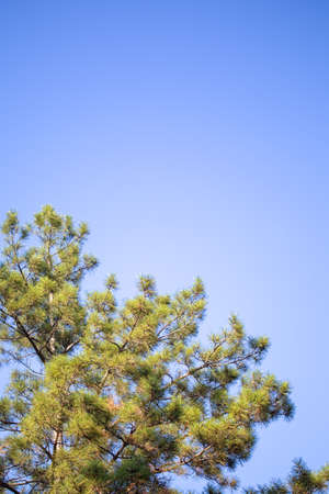 Christmas tree branches and needles on a background of blue sky