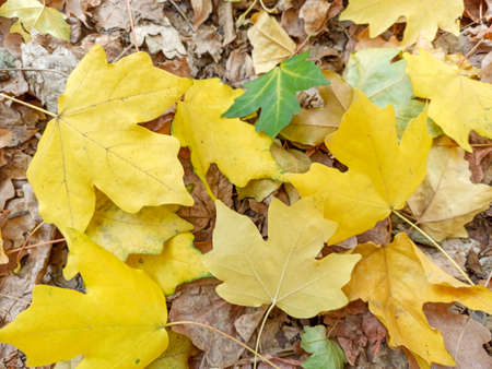 Autumn leaves are red yellow and green. Beautiful Autumn Background. natural textureの写真素材
