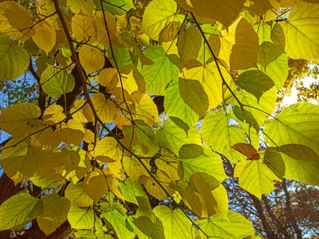 Autumn leaves are red yellow and green. Beautiful Autumn Background. natural texture