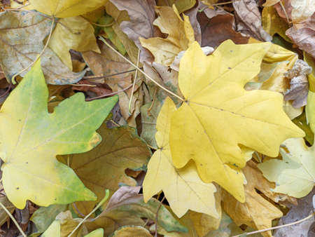 Autumn leaves are red yellow and green. Beautiful Autumn Background. natural texture