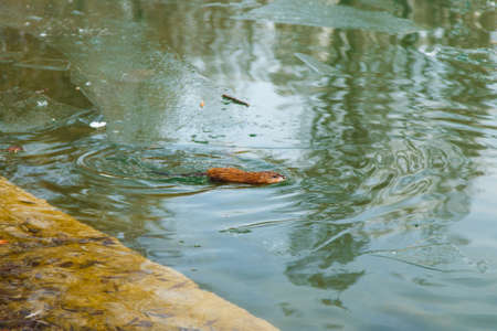 An otter swimming in a winter pond. The animal in the green water.