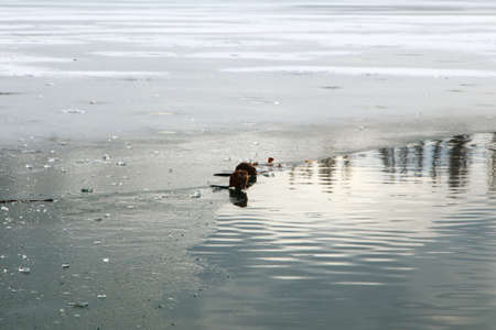 An otter swimming in a winter pond. The animal in the green water.の写真素材
